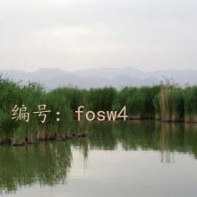 Ʋ